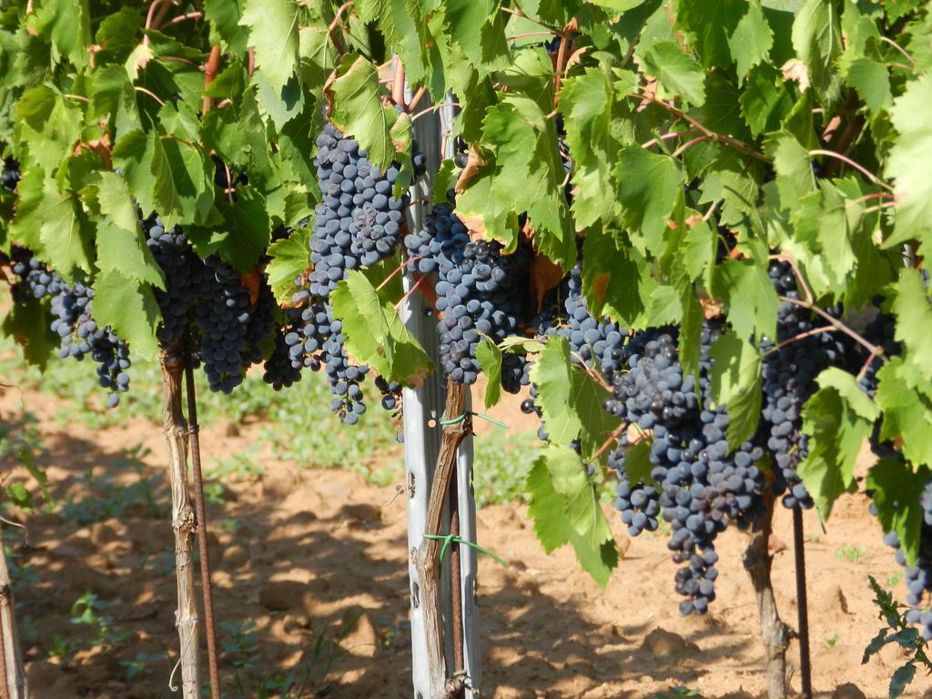 Agriturismo Fusini Magliano in Toscana Luaran gambar
